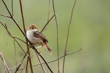 South African birds - Levaillant's cisticola