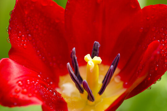 Red tulip stamen close up, red tulip stamen close up macro, red tulip stamen close up detail