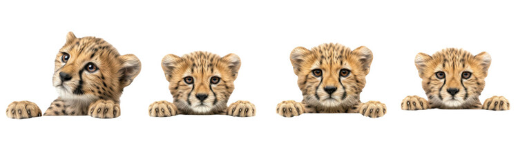 Set of Cheetah Cub Peeking Over, Transparent Background, PNG, Oil Paint © Oor