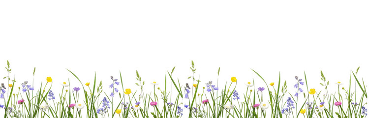 Set of Wild Meadow Flower Borders, Colorful Spring Wildflowers and Field Grass, PNG, Oil Paint