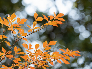 灯台躑躅の紅葉