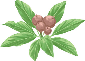 Sapodilla Berry Botanical Painting Tropical Fruit Illustration