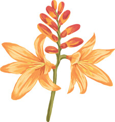 Crocosmia Flower Botanical Painting Vibrant Garden Illustration