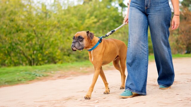 Boxer dog walking with woman on dirt path outdoors