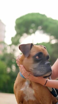 Boxer dog sitting angry with its owner