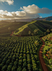 Lush Green Hills and Coffee Plantation under Cloudy Sky