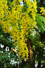 Kanikkonna also known as golden shower flower