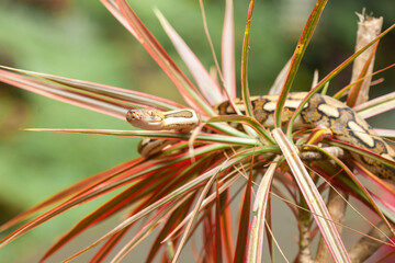 Snake in natural life