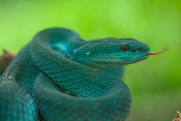 Snake in natural life