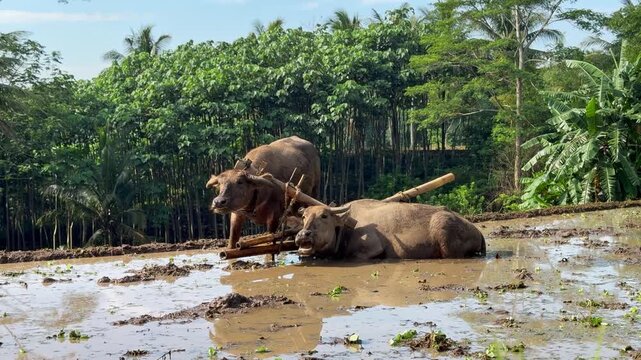 Buffaloes in the muddy rice fields are resting after plowing. Best nature, farming, and agriculture clips.