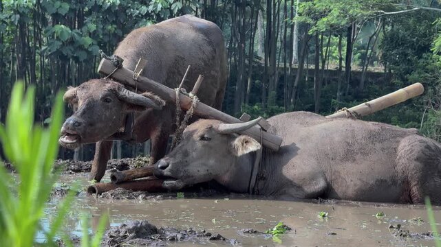 close up video of Buffaloes resting peacefully in a muddy farm field. Best nature, farming, and agriculture clips.
