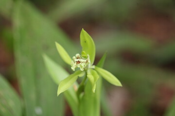 close up of black orchid flower