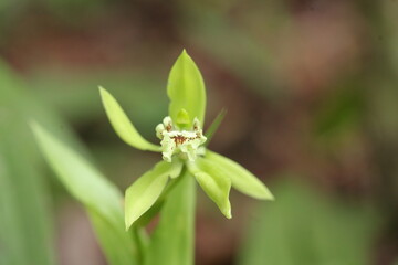 close up of black orchid flower