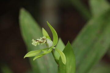 close up of black orchid flower