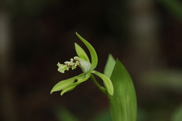 close up of black orchid flower