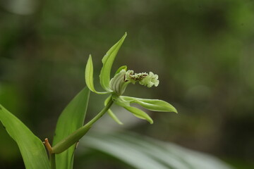 close up of black orchid flower