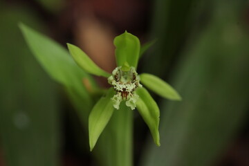 close up of black orchid flower
