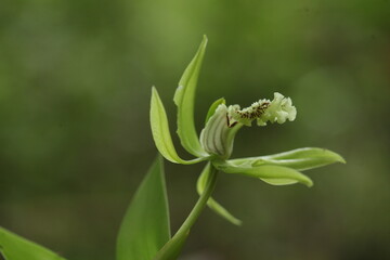 close up of black orchid flower