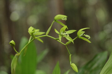 close up of black orchid flower
