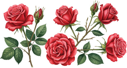 Hand-painted watercolor illustration set featuring vibrant red roses and buds on green stems