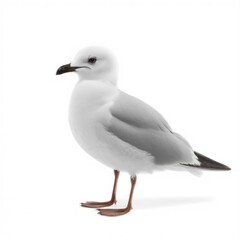 Fototapeta premium White Seagull Standing Alone, Bird Portrait with Grey Wings and Black Beak on White Background