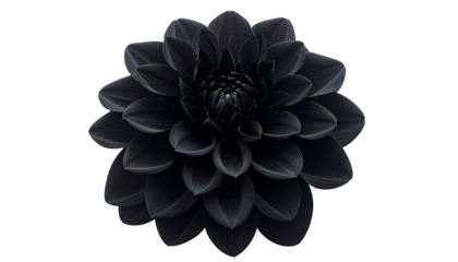 A fully bloomed black flower, centered with overlapping petals against a dark background