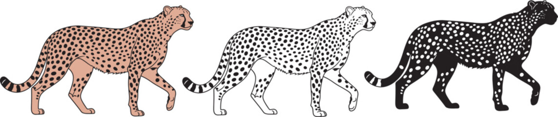 Three Walking Cheetahs Vector Illustration Wildlife Animal Flat Design © G Abbbas