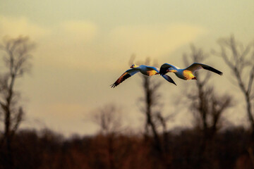 Snow Geese in flight