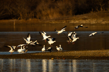 Snow Geese in flight