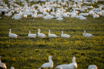 flock of Snow Geese line up in the field