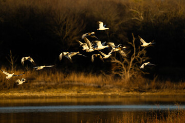 Snow Geese in flight