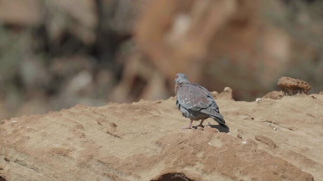 a speckled pigeon perches on a large boulder and preens its feathers at twyfelfontein in namibia