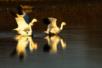Snow Geese take off