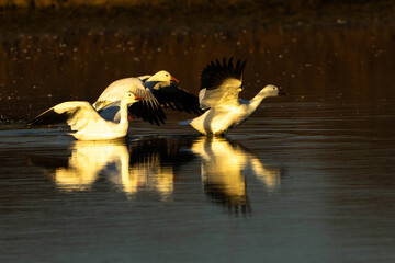 Snow Geese take off