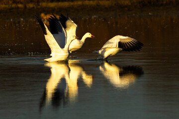 Snow Geese take off