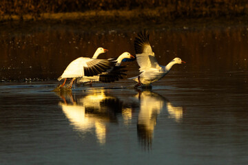 Snow Geese take off