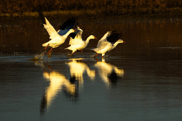 Snow Geese take off
