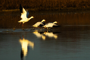 Snow Geese take off