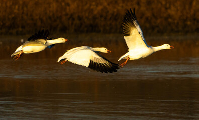 Snow Geese take off