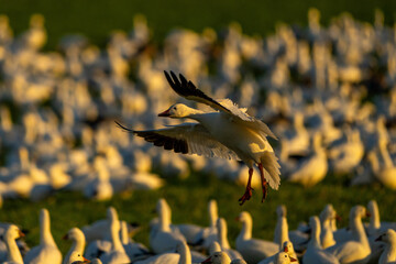 Snow Geese in flight