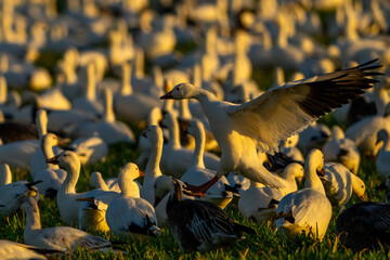 Snow Geese in flight