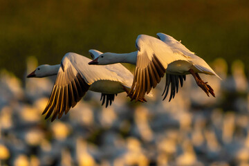 Snow Geese in flight
