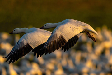Snow Geese in flight