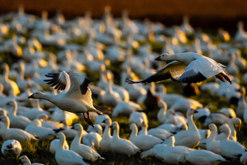 Snow Geese in flight under sunset light