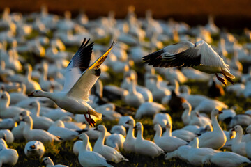 Snow Geese in flight under sunset light