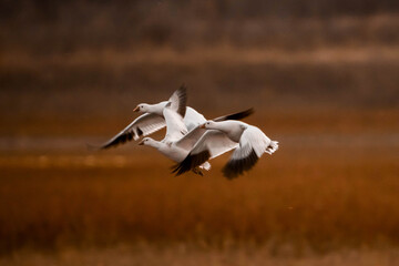 Snow Geese in flight under sunset light
