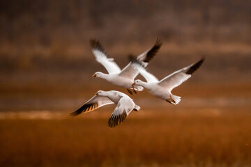 Snow Geese in flight under sunset light