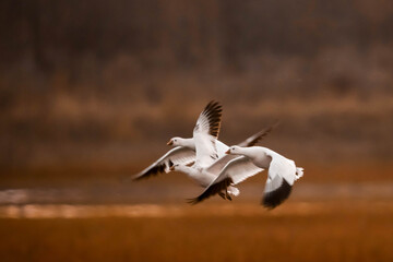Snow Geese in flight under sunset light