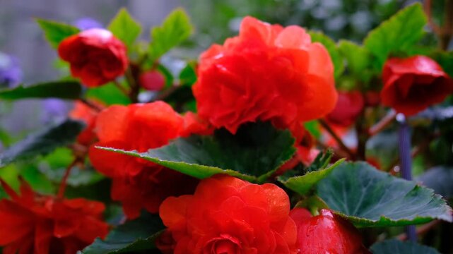 Tuberous begonia flowers, closeup of red Tuberous begonia flowers blooming. Home decoration. Colorful Begonia Evansiana Andrews plants