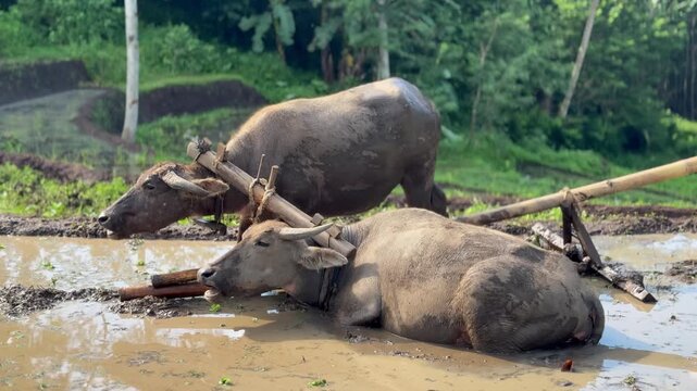 cinematic video Two buffaloes tied in a muddy rice field on a sunny day. Best nature animal wildlife clips.